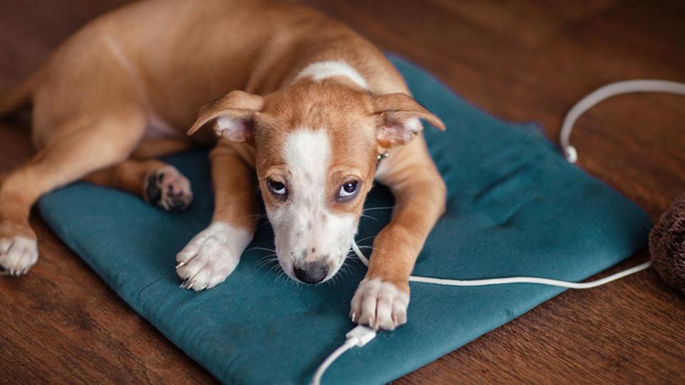 PET-PROOF YOUR PLACE