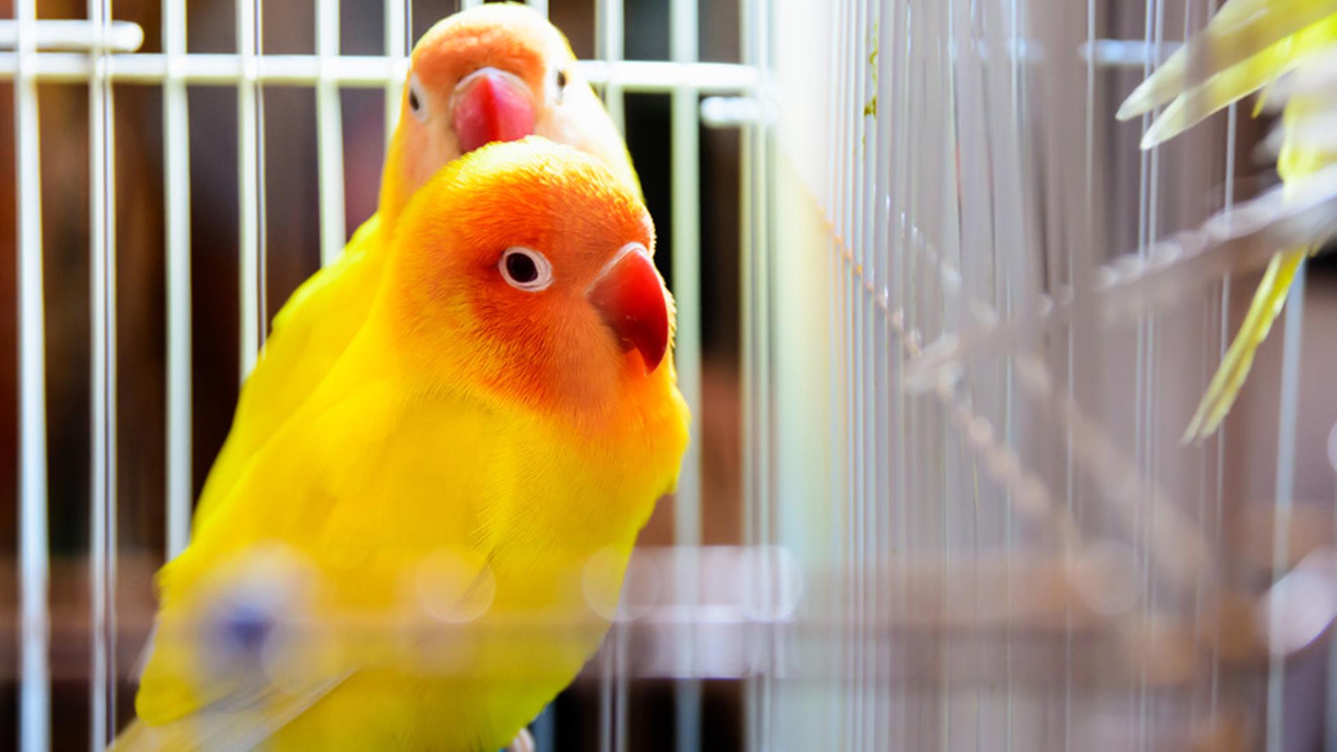 TIPS FOR BIRD-OWNING HOMEOWNERS