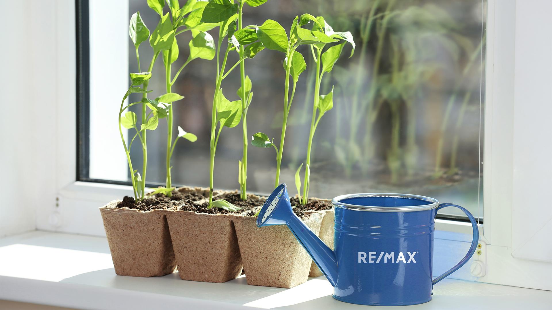 4 TRICKS TO GROWING VEGGIE GARDENS IN AN APARTMENT