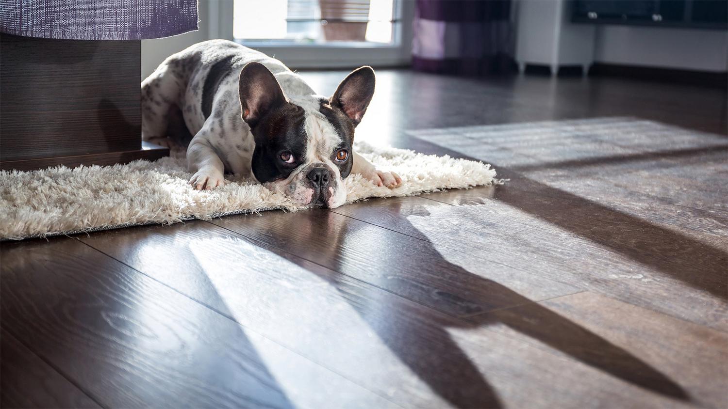 HOW TO SELL YOUR HOME WHEN YOU HAVE PETS