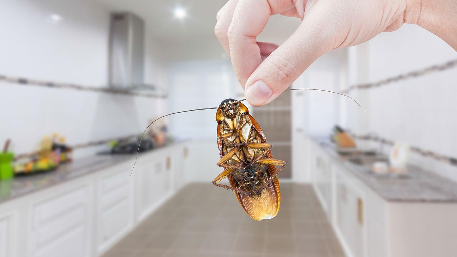 4 ECO-FRIENDLY WAYS TO RID YOUR HOME OF PESTS