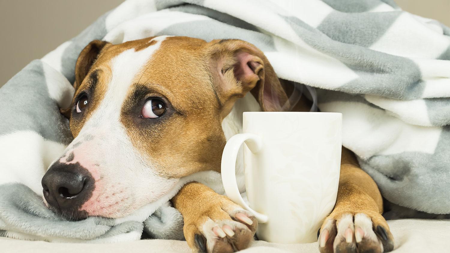 HOW TO GET YOUR HOME WINTER READY