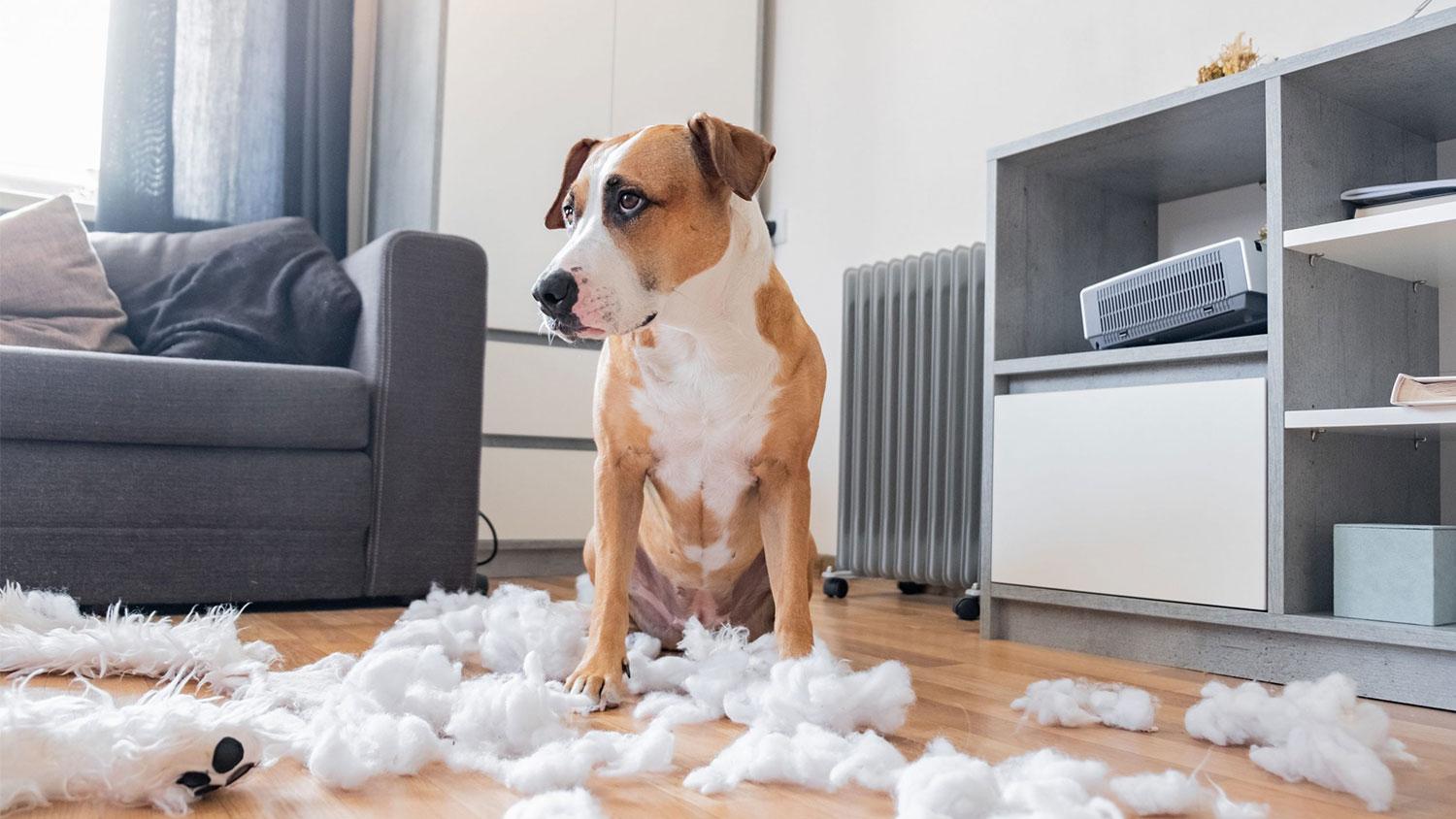 HOW TO PREPARE YOUR PETS BEFORE YOU GO BACK TO WORK