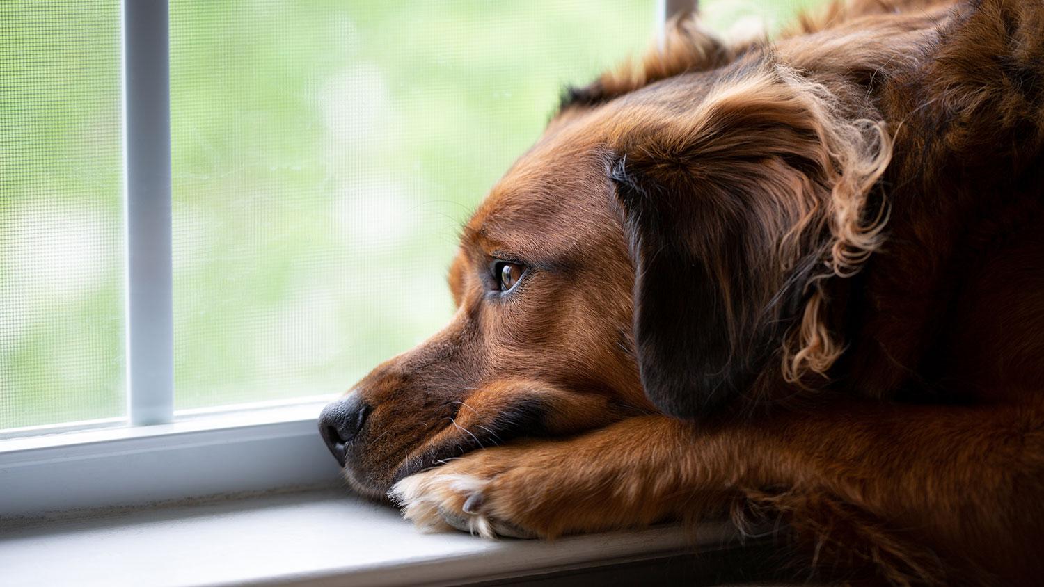 HELP YOUR PET ADJUST TO A NEW HOME