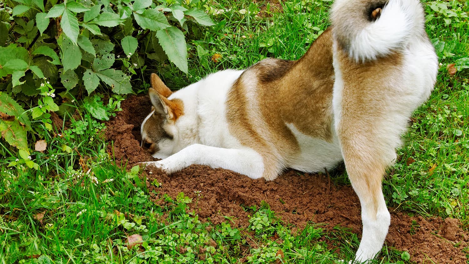 3 EASY WAYS TO PET-PROOF YOUR GARDEN