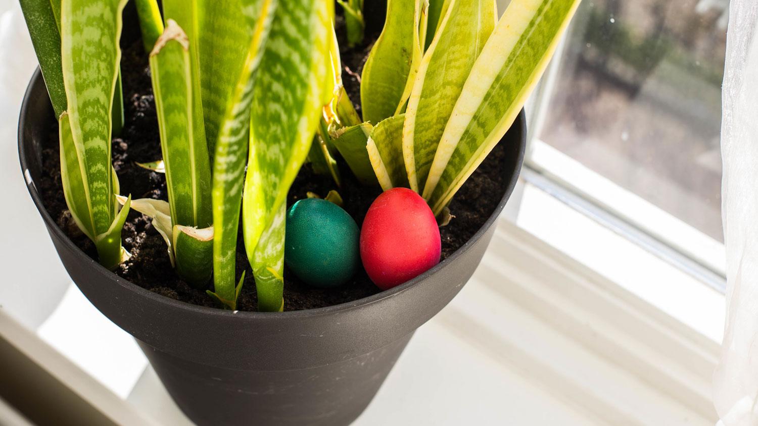 BEST EASTER EGG HIDING SPOTS