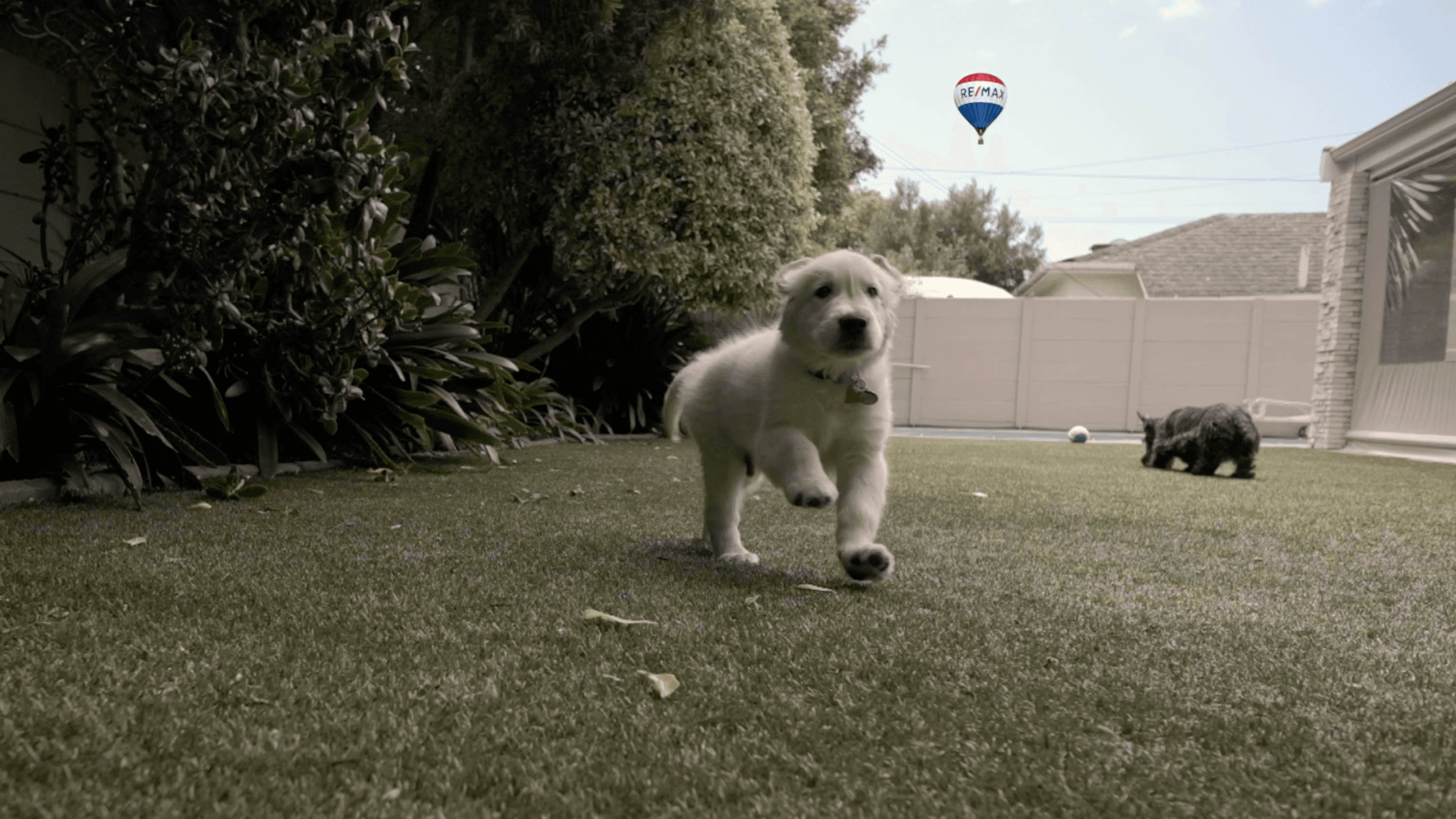 HOW TO PREP YOUR HOME FOR PET-SITTERS