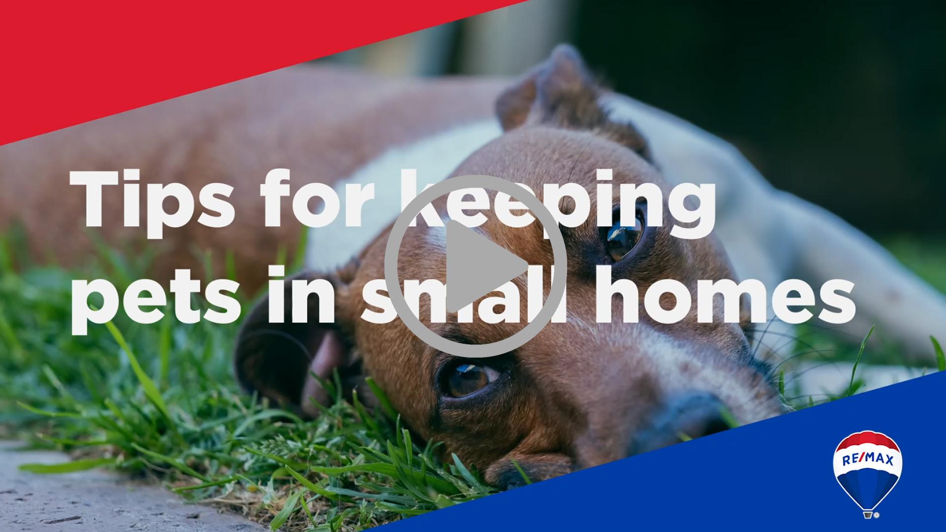 HOW TO KEEP PETS IN A SMALL HOME