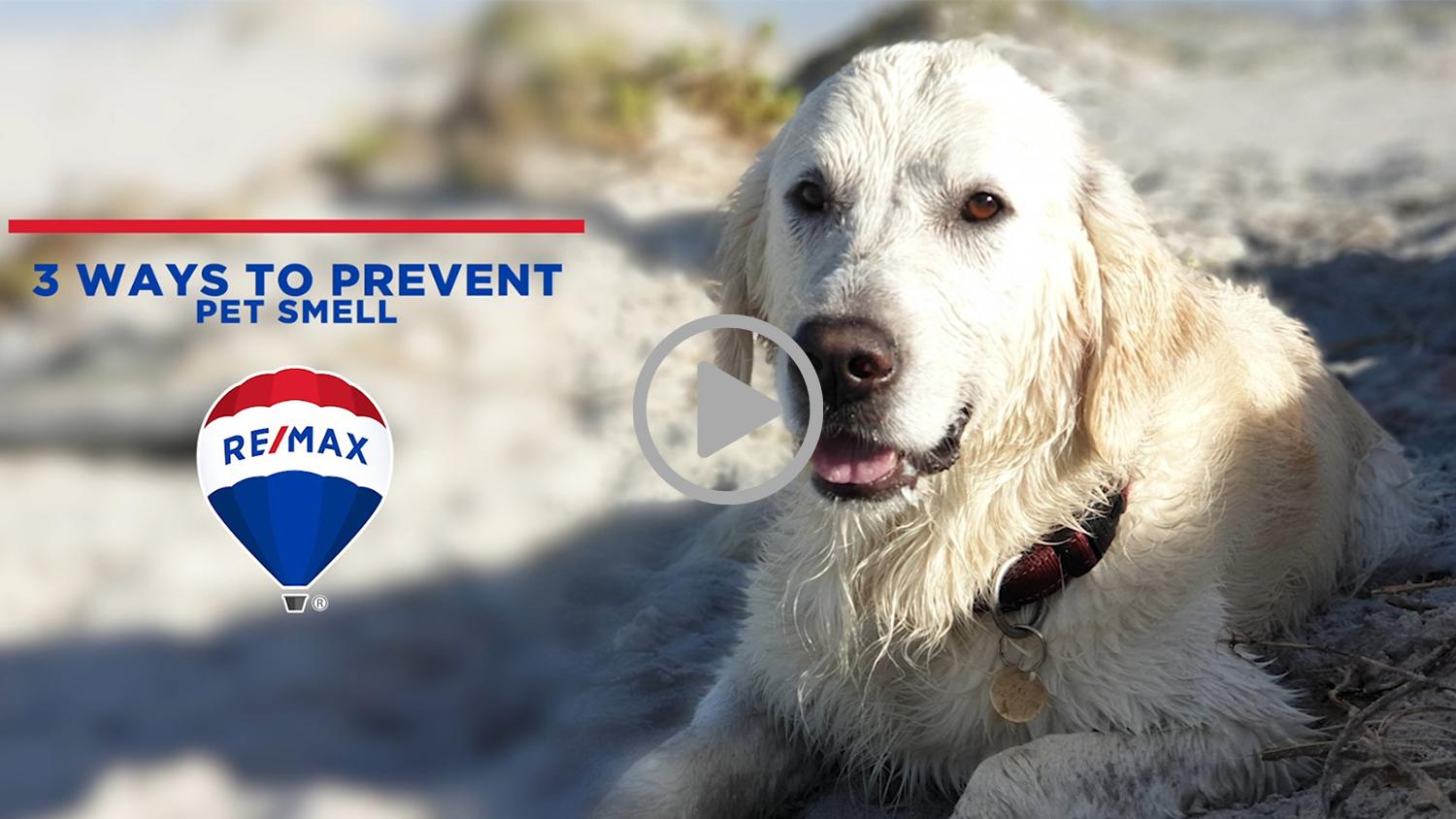 3 WAYS TO PREVENT PET SMELL