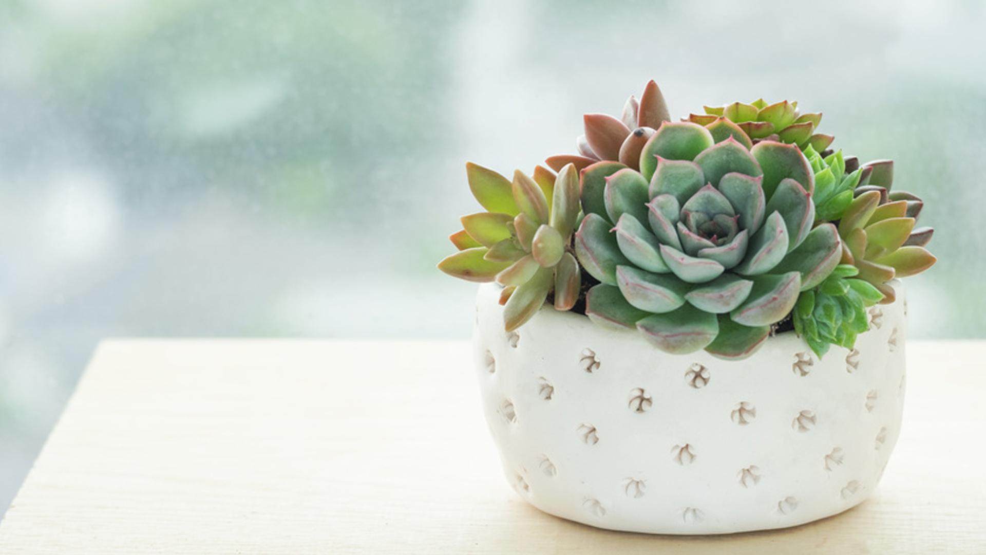 3 TIPS FOR CREATING A WATERWISE GARDEN