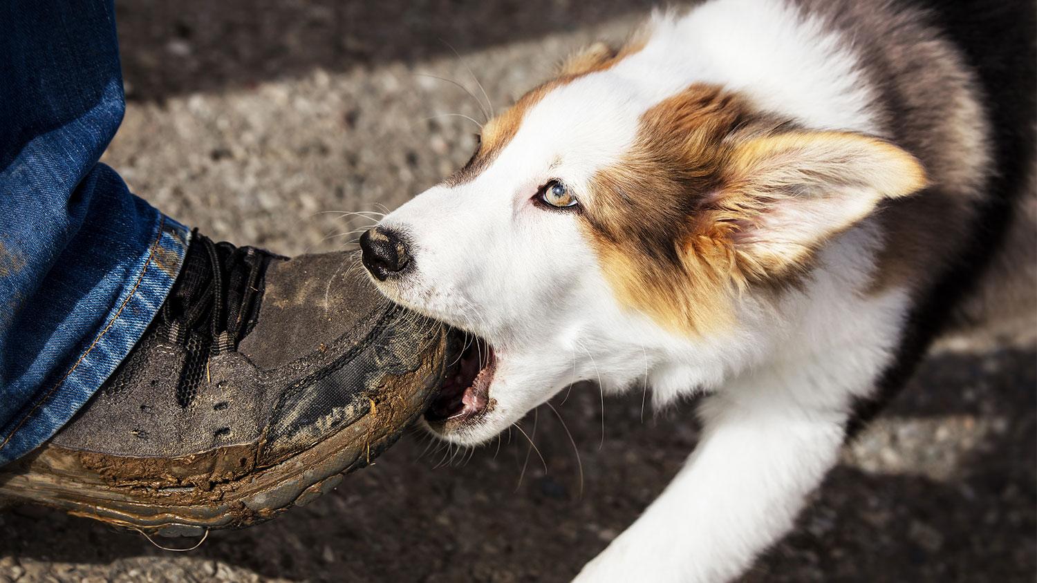 WHAT DOG OWNERS NEED TO KNOW ABOUT HOMEOWNERS INSURANCE