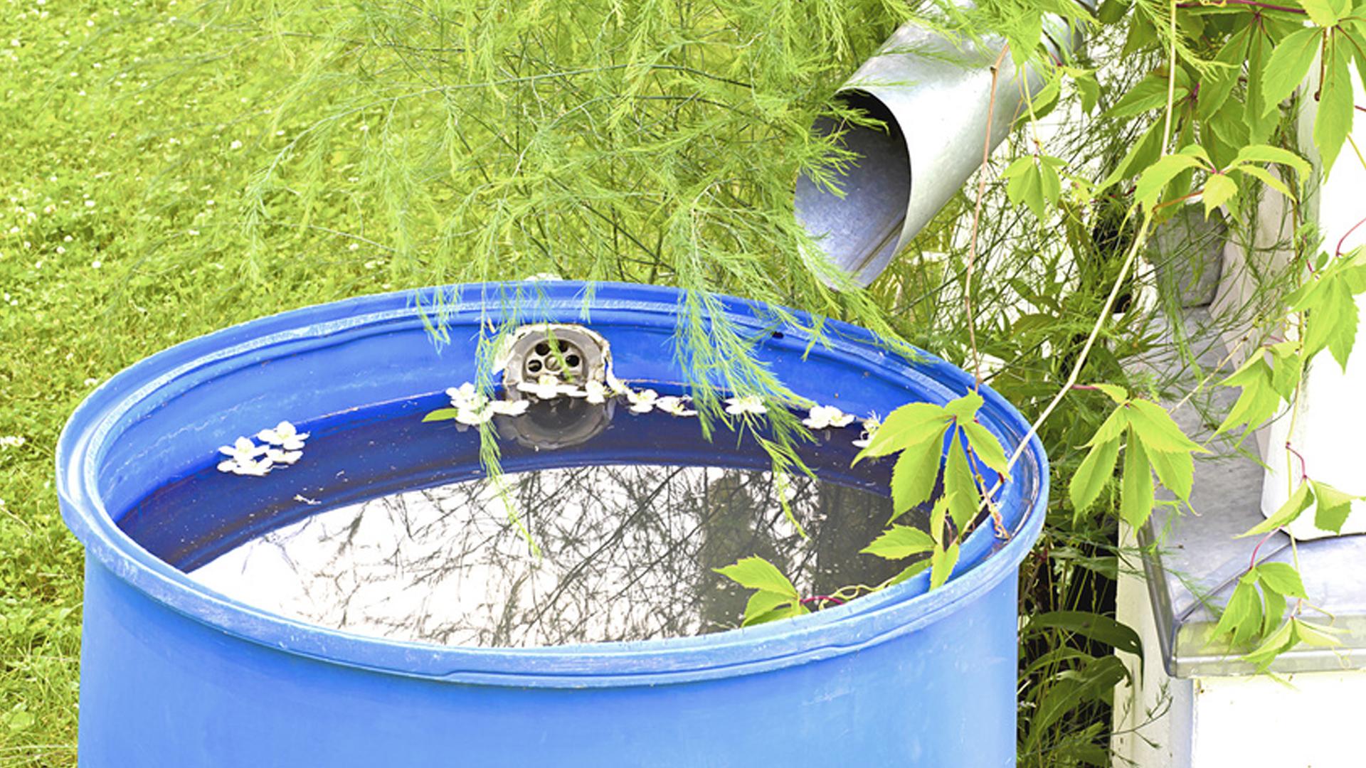 4 TIPS FOR USING GREY WATER TO MAINTAIN YOUR GARDEN