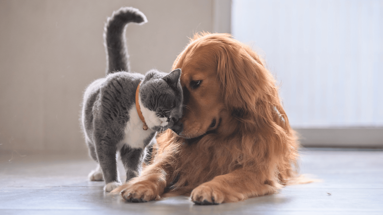 house rules for keeping pets in south africa